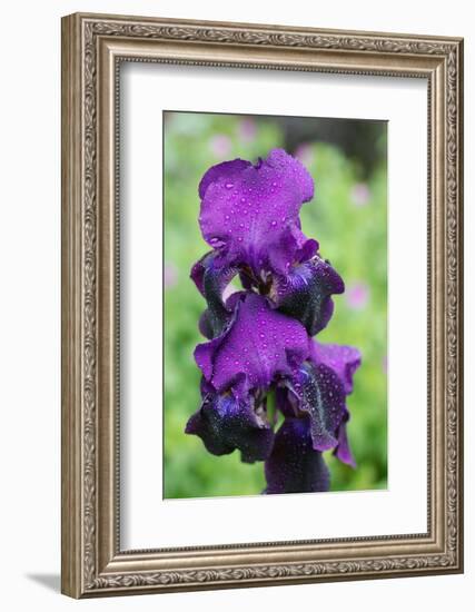 Purple Bearded Iris-Angela Marsh-Framed Photographic Print