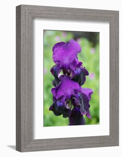 Purple Bearded Iris-Angela Marsh-Framed Photographic Print