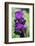 Purple Bearded Iris-Angela Marsh-Framed Photographic Print