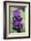 Purple Bearded Iris-Angela Marsh-Framed Photographic Print