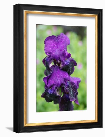 Purple Bearded Iris-Angela Marsh-Framed Photographic Print