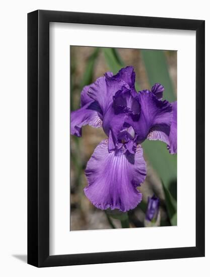 Purple bearded iris-Jim Engelbrecht-Framed Photographic Print