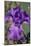 Purple bearded iris-Jim Engelbrecht-Mounted Photographic Print