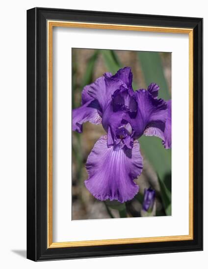 Purple bearded iris-Jim Engelbrecht-Framed Photographic Print