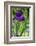 Purple bearded iris-Lisa Engelbrecht-Framed Photographic Print