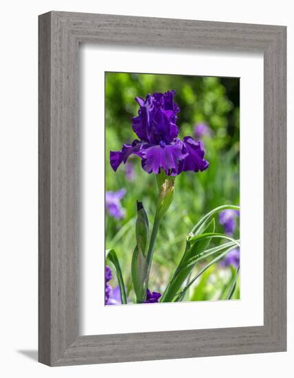 Purple bearded iris-Lisa Engelbrecht-Framed Photographic Print