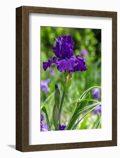 Purple bearded iris-Lisa Engelbrecht-Framed Photographic Print