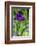 Purple bearded iris-Lisa Engelbrecht-Framed Photographic Print