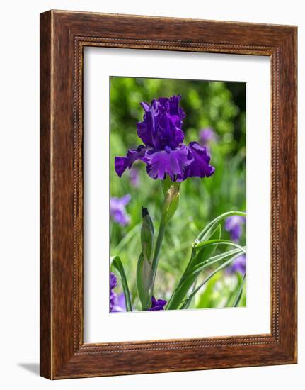 Purple bearded iris-Lisa Engelbrecht-Framed Photographic Print