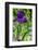 Purple bearded iris-Lisa Engelbrecht-Framed Photographic Print