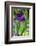 Purple bearded iris-Lisa Engelbrecht-Framed Photographic Print