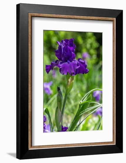 Purple bearded iris-Lisa Engelbrecht-Framed Photographic Print