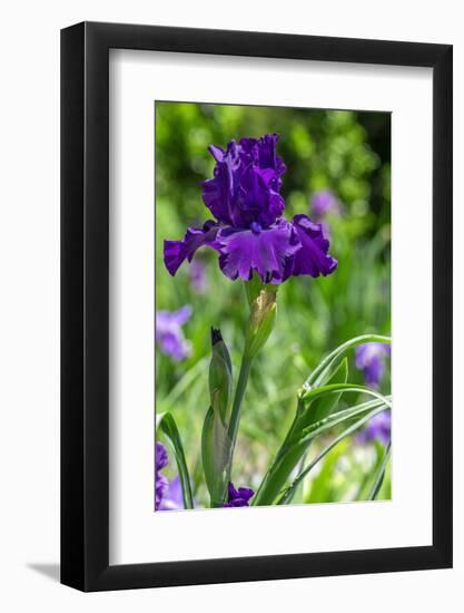 Purple bearded iris-Lisa Engelbrecht-Framed Photographic Print