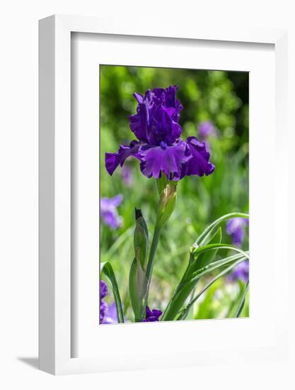 Purple bearded iris-Lisa Engelbrecht-Framed Photographic Print