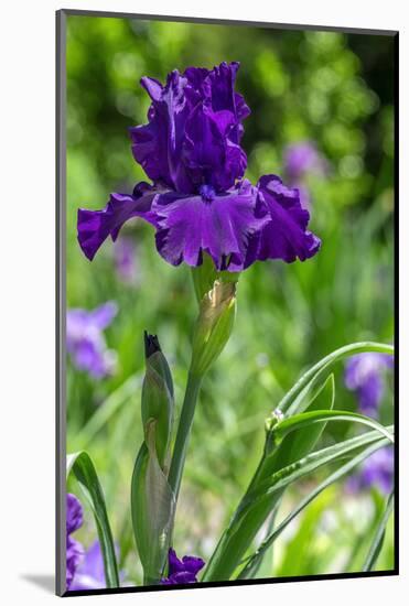 Purple bearded iris-Lisa Engelbrecht-Mounted Photographic Print