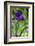 Purple bearded iris-Lisa Engelbrecht-Framed Photographic Print