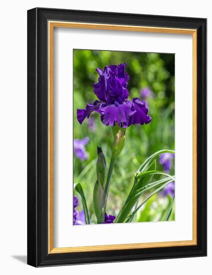 Purple bearded iris-Lisa Engelbrecht-Framed Photographic Print