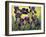 Purple Bearded Iris-Cheryl Bartley-Framed Giclee Print