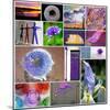 Purple Blossom Collage-Gail Peck-Mounted Photo