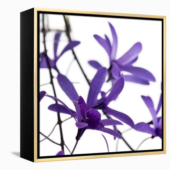 Purple Blossom-null-Framed Premier Image Canvas