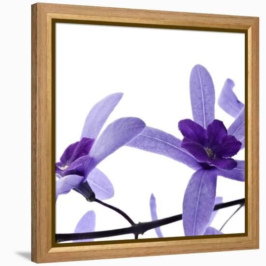 Purple Blossom-null-Framed Premier Image Canvas