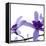 Purple Blossom-null-Framed Premier Image Canvas