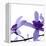 Purple Blossom-null-Framed Premier Image Canvas