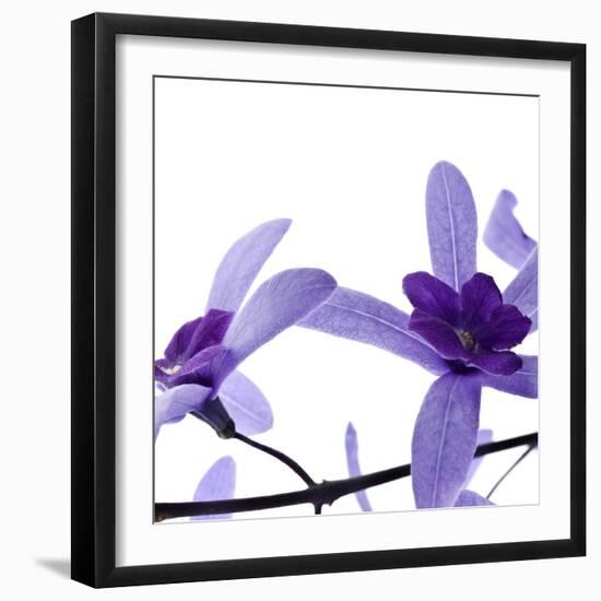 Purple Blossom-null-Framed Photographic Print