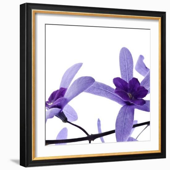 Purple Blossom-null-Framed Photographic Print