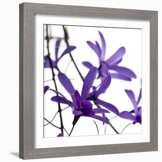 Purple Blossom-null-Framed Photographic Print