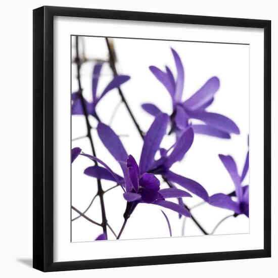 Purple Blossom-null-Framed Photographic Print