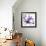 Purple Blossom-null-Framed Photographic Print displayed on a wall