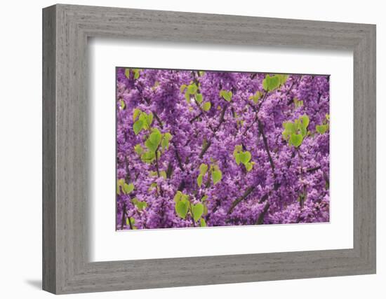 Purple Blossoms on Redbud Tree, Multnomah County, Oregon, USA-Jaynes Gallery-Framed Photographic Print