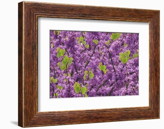 Purple Blossoms on Redbud Tree, Multnomah County, Oregon, USA-Jaynes Gallery-Framed Photographic Print