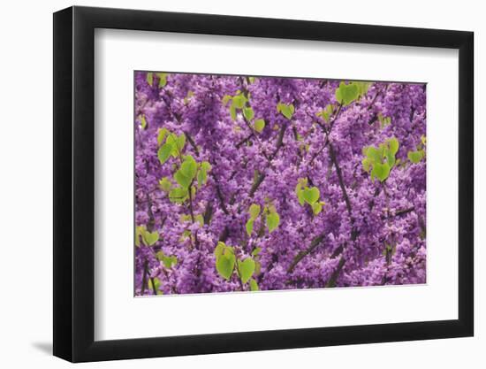 Purple Blossoms on Redbud Tree, Multnomah County, Oregon, USA-Jaynes Gallery-Framed Photographic Print