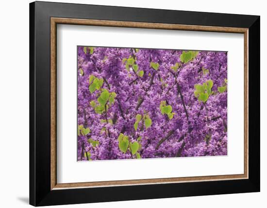 Purple Blossoms on Redbud Tree, Multnomah County, Oregon, USA-Jaynes Gallery-Framed Photographic Print