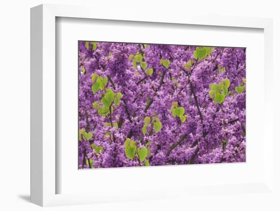 Purple Blossoms on Redbud Tree, Multnomah County, Oregon, USA-Jaynes Gallery-Framed Photographic Print