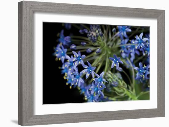 Purple Blossoms-Erin Berzel-Framed Photographic Print