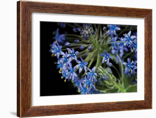 Purple Blossoms-Erin Berzel-Framed Photographic Print