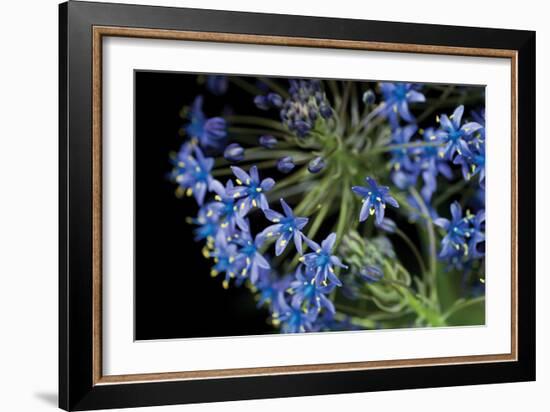 Purple Blossoms-Erin Berzel-Framed Photographic Print