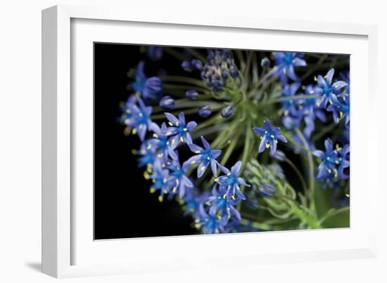 Purple Blossoms-Erin Berzel-Framed Photographic Print