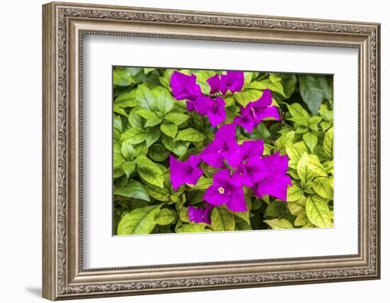 Purple Bougainvillea, San Miguel de Allende, Mexico-William Perry-Framed Photographic Print