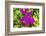 Purple Bougainvillea, San Miguel de Allende, Mexico-William Perry-Framed Photographic Print