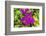 Purple Bougainvillea, San Miguel de Allende, Mexico-William Perry-Framed Photographic Print