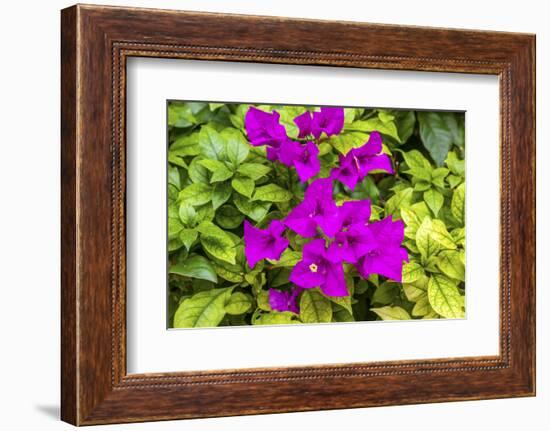 Purple Bougainvillea, San Miguel de Allende, Mexico-William Perry-Framed Photographic Print