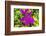 Purple Bougainvillea, San Miguel de Allende, Mexico-William Perry-Framed Photographic Print