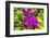 Purple Bougainvillea, San Miguel de Allende, Mexico-William Perry-Framed Photographic Print