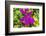 Purple Bougainvillea, San Miguel de Allende, Mexico-William Perry-Framed Photographic Print