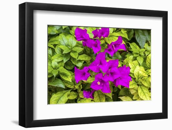 Purple Bougainvillea, San Miguel de Allende, Mexico-William Perry-Framed Photographic Print