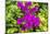 Purple Bougainvillea, San Miguel de Allende, Mexico-William Perry-Mounted Photographic Print